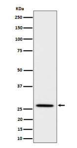 Western blot analysis of Adiponectin expression in mouse kidney cell lysate using Adipoq antibody. P
