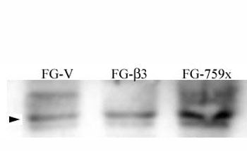 FG pancreatic carcinoma cell lines stably expressing vector alone (FG-V), the b3 integrin subunit (F