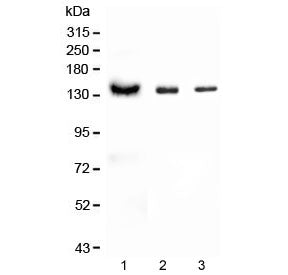 CD22 Antibody