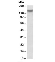 ITGA11 Antibody