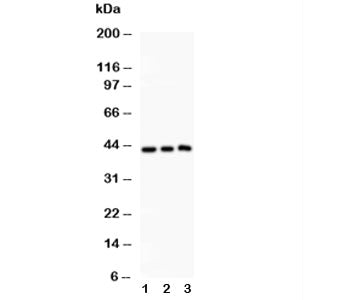 SIRT2 Antibody