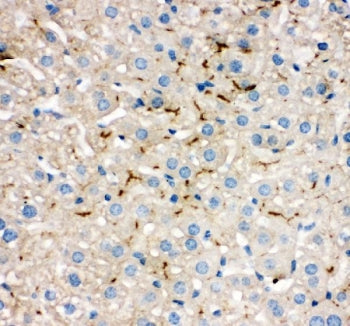 IHC staining of FFPE mouse liver tissue with TJP2 antibody. HIER: boil tissue sections in pH8 EDTA f