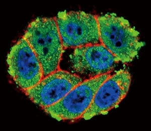 Confocal immunofluorescent analysis of PKC alpha antibody with HeLa cells followed by Alexa Fluor 48