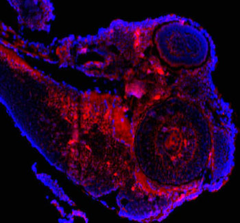Immunofluorescent analysis of Cask protein using Zebrafish Cask antibody (red) and DAPI nuclear stai