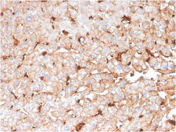 APOD Antibody / Apolipoprotein D