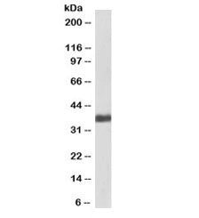 Western blot testing of human liver lysate with biotinylated GAPDH antibody at 1ug/ml. Predicted mol