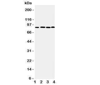 Western blot testing of PROX1 antibody and Lane 1: rat thymus; 2: human HeLa; 3: (h) Jurkat; 4: (h) 