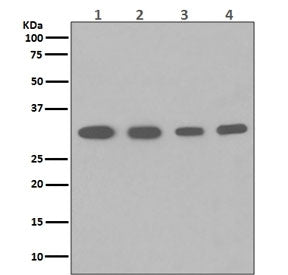 Western blot testing of 1) human HeLa, 2) human HepG2, 3) human U937 and 4) mouse spleen lysate with