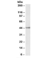 Western blot testing of human Jurkat lysate with Septin 1 antibody at 2ug/ml. Predicted molecular we