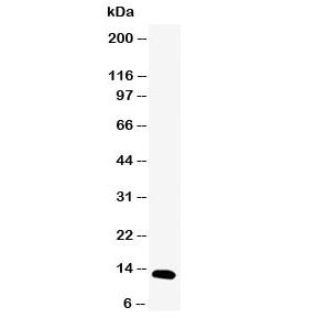 pS2 Antibody (Estrogen Inducible Protein )