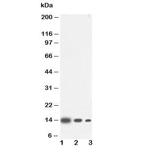 IL4 Antibody
