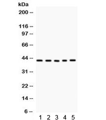 CCN1 Antibody