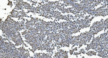 Glutaredoxin 2 Antibody / GLRX2