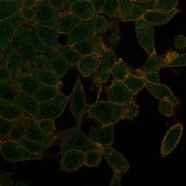 UBR2 Antibody