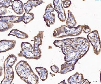Annexin IV Antibody