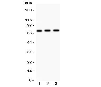 Myb Antibody