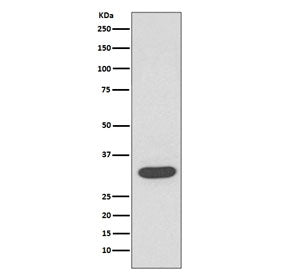 CDK4 Antibody