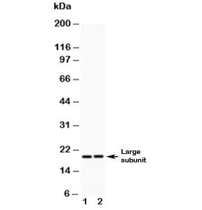 Western blot testing of Caspase-8 antibody (0.5ug/ml) and Lane 1: human A549; 2: (h) HeLa lysate. Pr