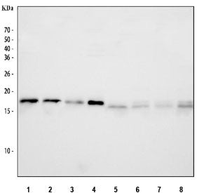 NME1 Antibody / NM23