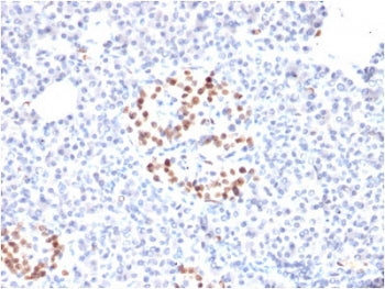 IHC staining of FFPE human pancreas with NKX6.1 antibody. HIER: boil tissue sections in pH6, 10mM ci