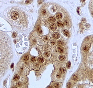 IHC testing of FFPE human kidney with Jagged 1 antibody at 2ug/ml. HIER: steamed with pH6 citrate bu