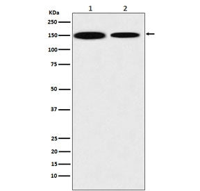 Western blot testing of 1) human HEK293 and 2) mouse NIH3T3 lysate with KDM4A antibody. Predicted mo