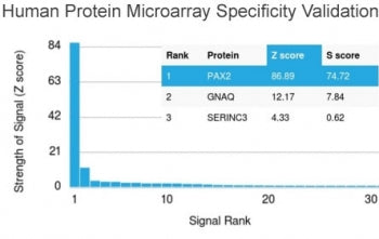 PAX2 Antibody