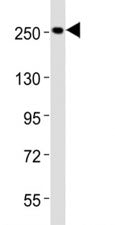 NES Antibody / Nestin, 0.4ml