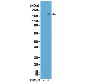 Western blot testing of lysate from human HL60 cells, nontreated (-) or treated (+) with DMSO, with 