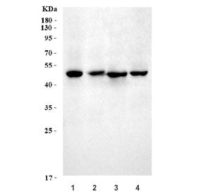 SMAD7 Antibody / MADH7