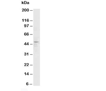 Western blot testing of HRH3 antibody and rat brain tissue lysate. Predicted molecular weight: ~49 k