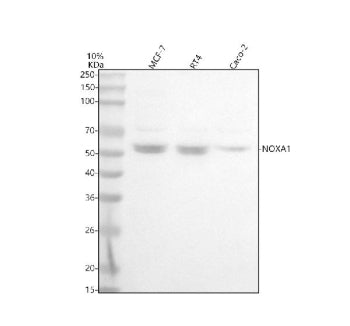 Western blot analysis of NOXA1 using anti-NOXA1 antibody. Lane 1: human MCF-7 whole cell lysates, La