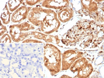 IHC staining of FFPE human kidney tissue with GBP1 antibody (clone GBP1/7618). Inset: PBS used in pl