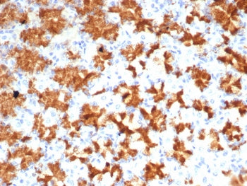 IL-2 Antibody