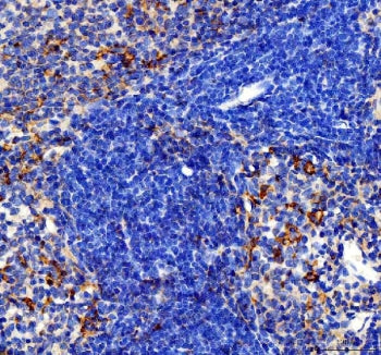 CCL4 Antibody