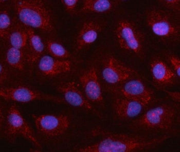 Immunofluorescent staining of FFPE human A549 cells with Heat shock 70 kDa protein 12A antibody (red