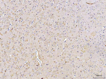 IHC staining of FFPE rat brain tissue with DUSP6 antibody. HIER: boil tissue sections in pH8 EDTA fo
