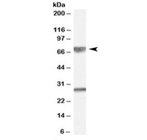 Western blot testing of human cerebellum lysate with GPSM2 antibody at 0.01ug/ml. Predicted molecula