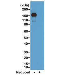 Western blot of nonreduced(-) and reduced(+) mouse IgA, using 0.5ug/mL of recombinant Mouse IgA anti
