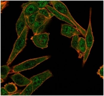 Immunofluorescent staining of PFA-fixed human HeLa cells using HDAC6 antibody (green, clone PCRP-HDAC6-1A4) and phalloidin (red).