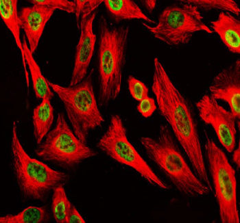 Immunofluorescent staining of POLD1 using anti-POLD1 antibody (green) and anti-Beta Tubulin antibody