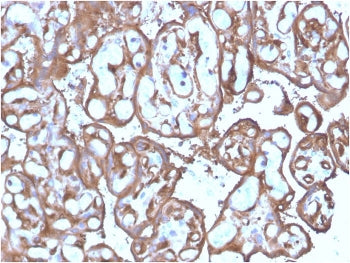 IHC staining of FFPE human placenta with Ezrin antibody (clone SPM244). HIER: boil tissue sections i