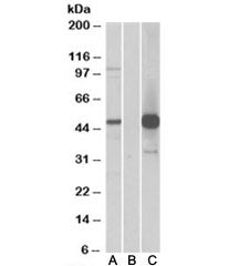 COPS3 Antibody