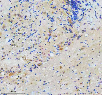 Immunohistochemical analysis of Cct7 protein using Zebrafish Cct7 antibody and paraffin-embedded zeb