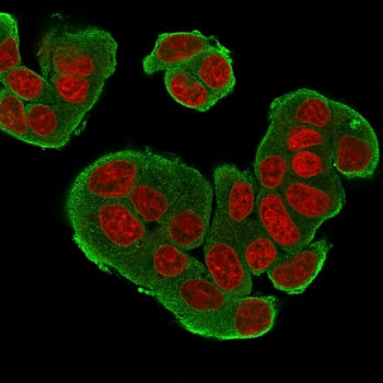 Immunofluorescent staining of permeabilized human MCF7 cells with HER-4 antibody (clone HFR-1, green