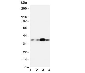 APEX1 Antibody (APE1)
