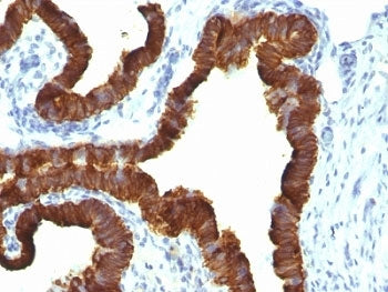 KRT7 Antibody / Cytokeratin 7
