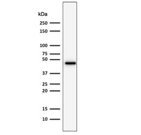 Western blot testing of human HepG2 cell lysate using recombinant CK19 antibody (clone rKRT19/800). 