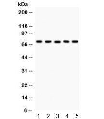 EED Antibody