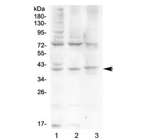 Western blot testing of human 1) HeLa, 2) HepG2 and 3) A431 cell lysate with HFE antibody at 0.5ug/m